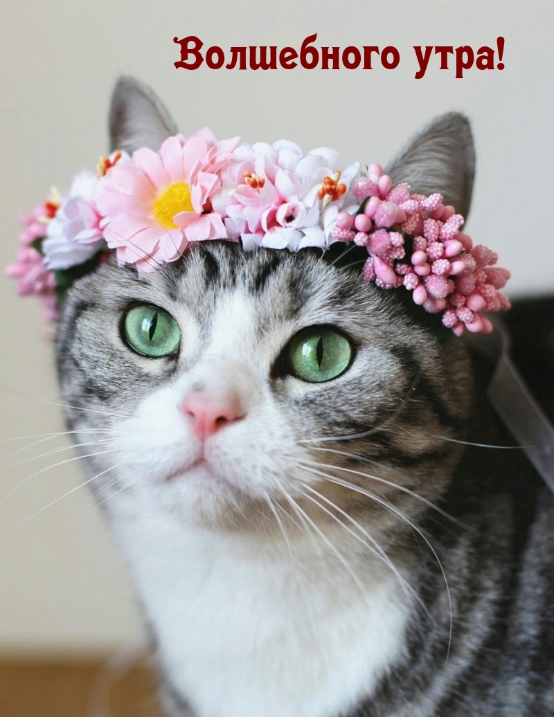 Волшебного утра!