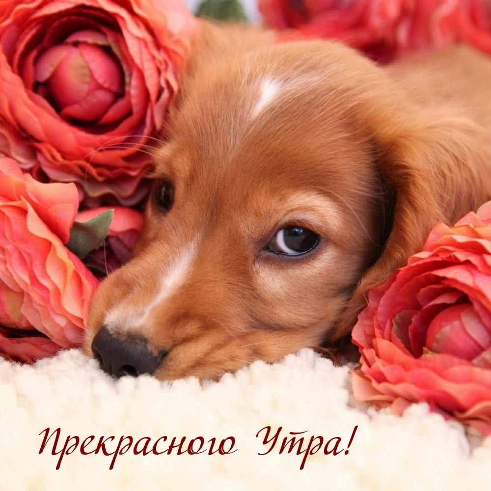 Прекрасного Утра!