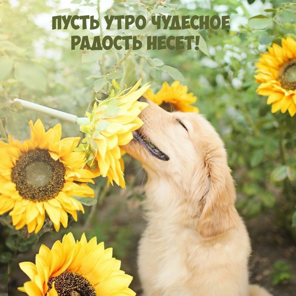 Пусть утро чудесное радость несет!
