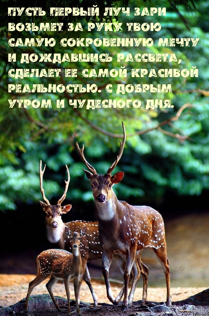С Добрым утром и чудесного дня.