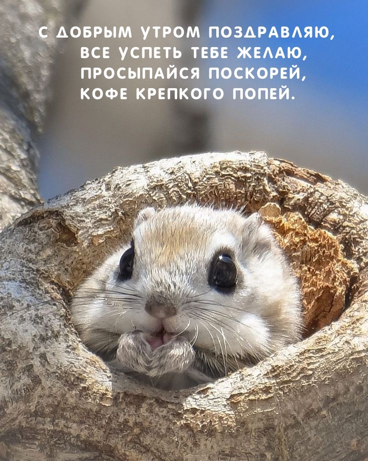 С добрым утром поздравляю, все успеть тебе желаю