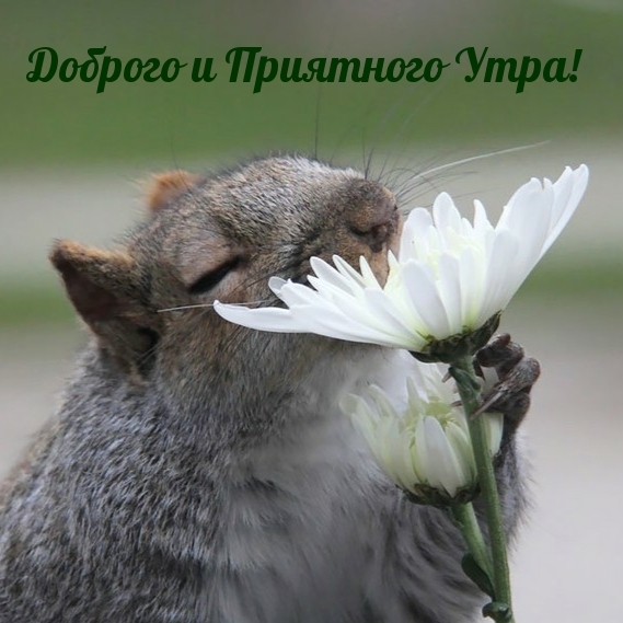 Доброго и Приятного Утра!