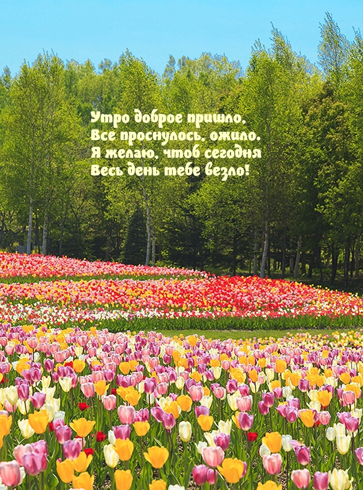 Утро доброе пришло, все проснулось, ожило.