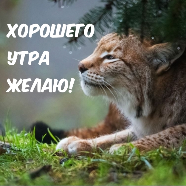 Хорошего утра желаю! Хорошего утра желаю!