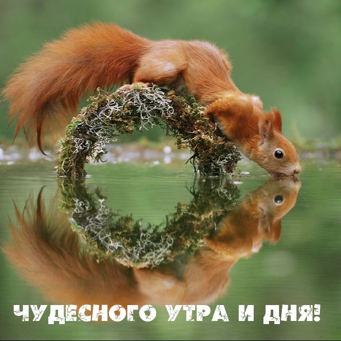 Чудесного утра и дня!