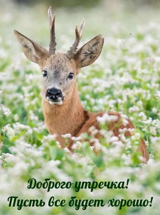Доброго утречка! Пусть все будет хорошо!