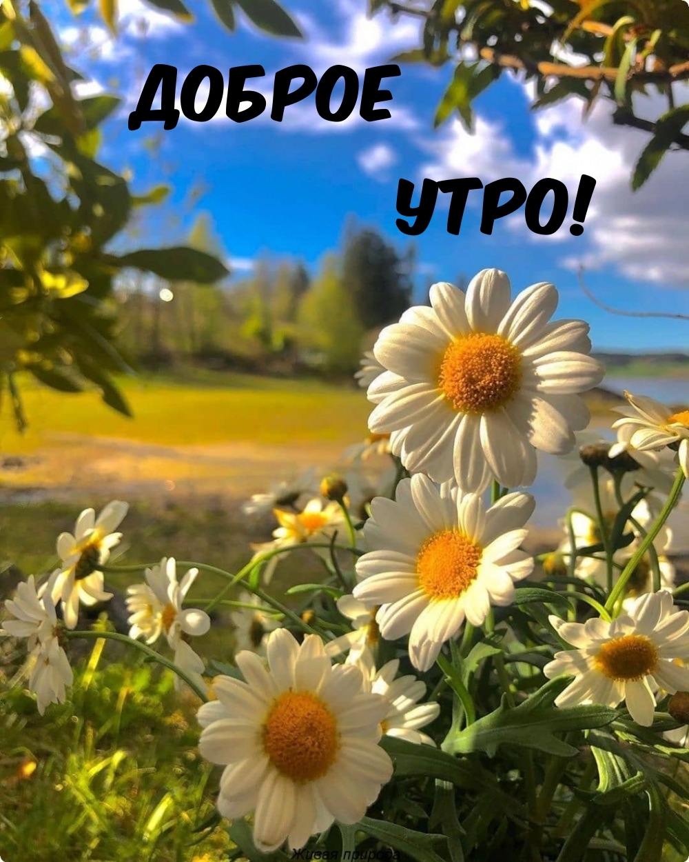 Доброе Утро!