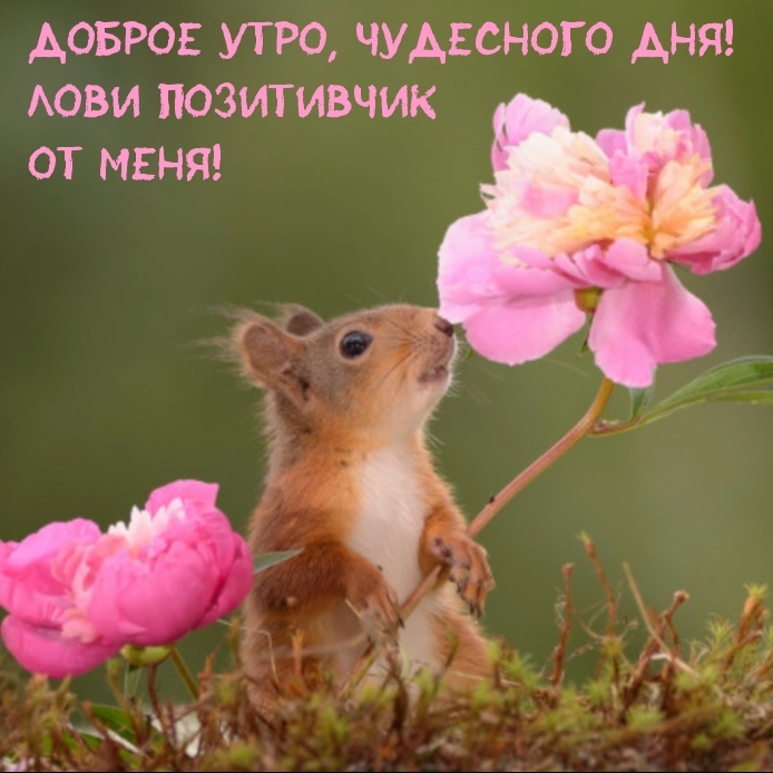 Доброе утро, чудесного дня! Лови позитивчик от меня!