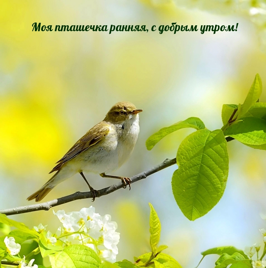 Моя пташечка ранняя, с добрым утром!
