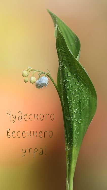 Чудесного весеннего утра!