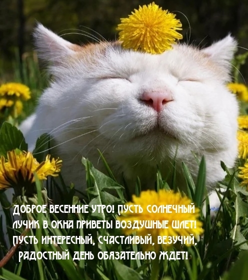 Доброе утро! Пусть солнечный лучик в окна приветы воздушные шлет!