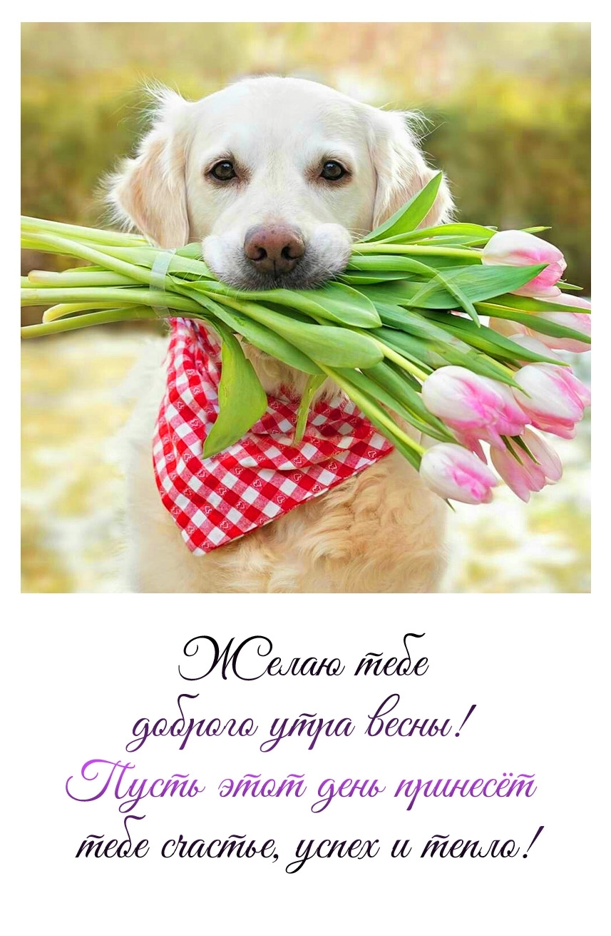Желаю тебе доброго утра весны! Пусть этот день принесет счастье