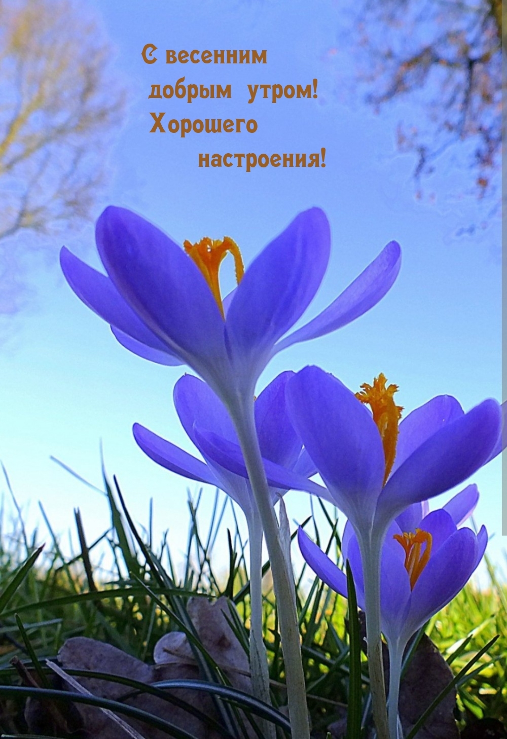 С весенним добрым утром! Хорошего настроения!