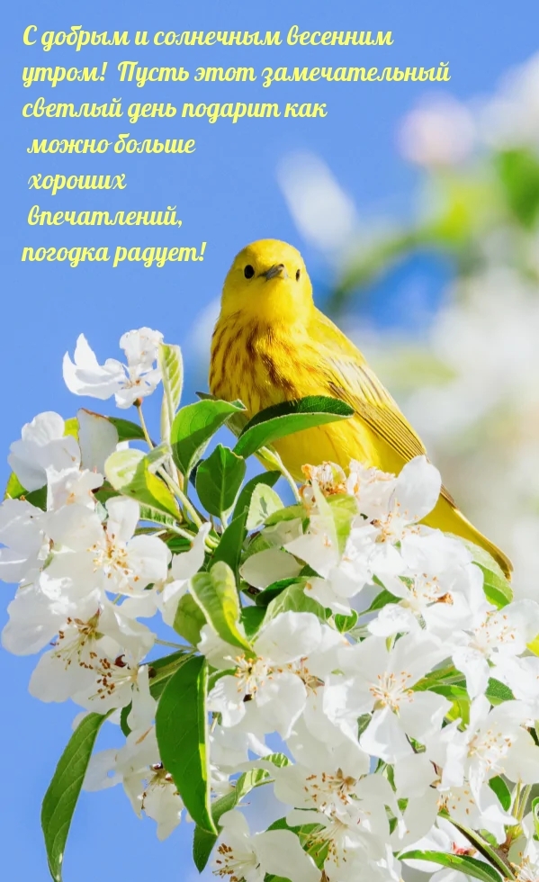 С добрым и солнечным весенним утром!