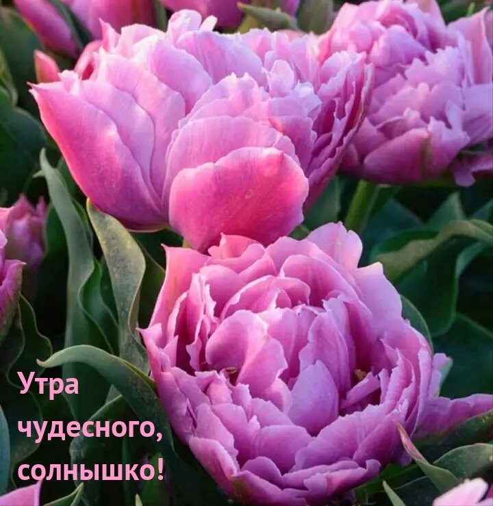 Утра чудесного, солнышко!