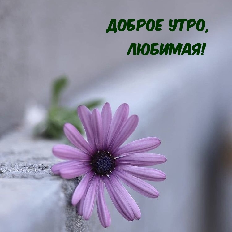 Доброе утро, любимая!