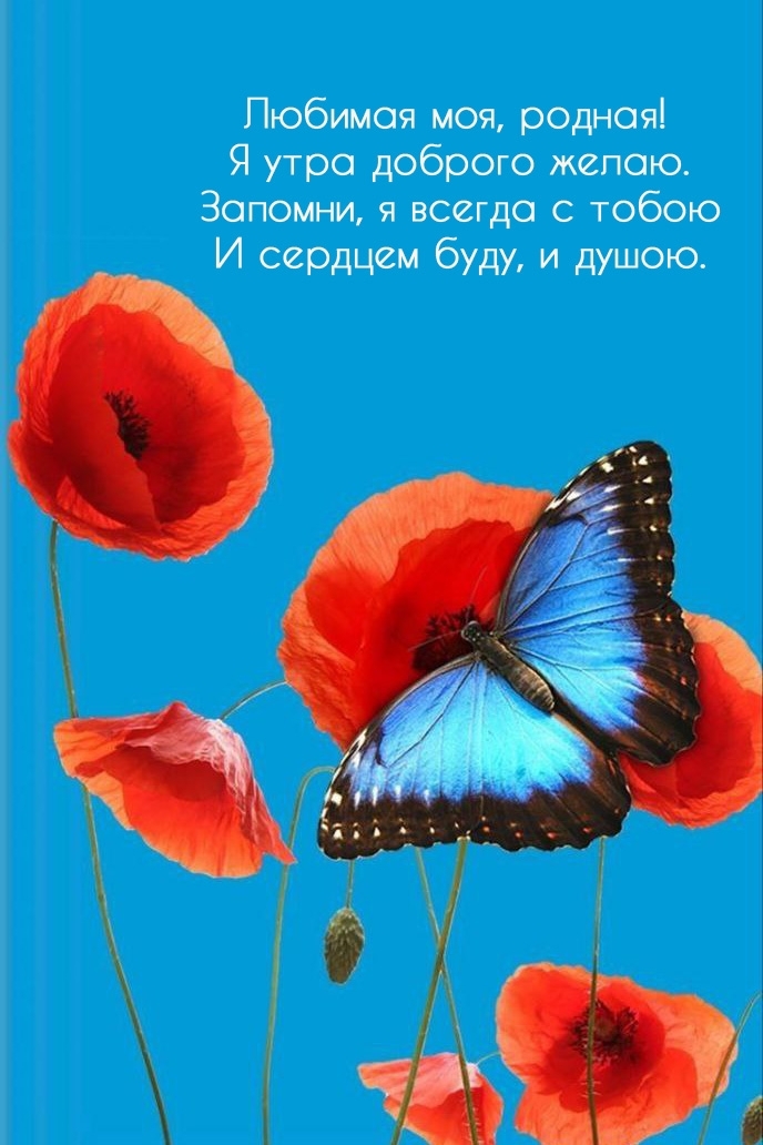 Любимая моя, родная! Я утра доброго желаю.