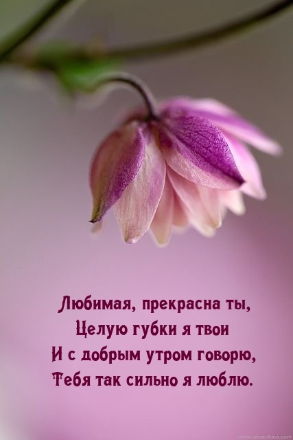 Любимая, прекрасна ты, целую губки я твои