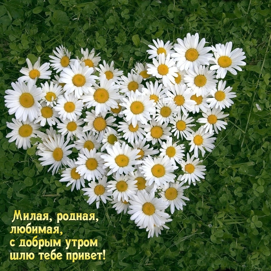 Милая, родная, любимая, с добрым утром шлю тебе привет!