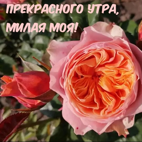 Прекрасного утра, милая моя!