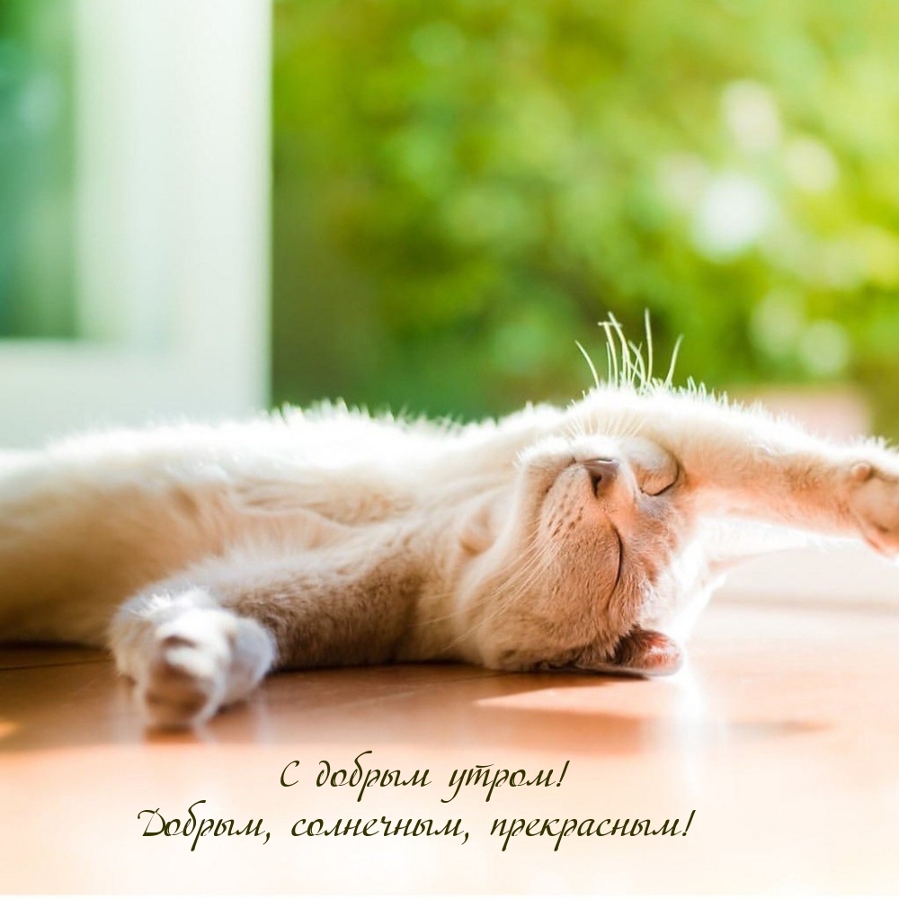 С добрым утром! Добрым, солнечным, прекрасным!