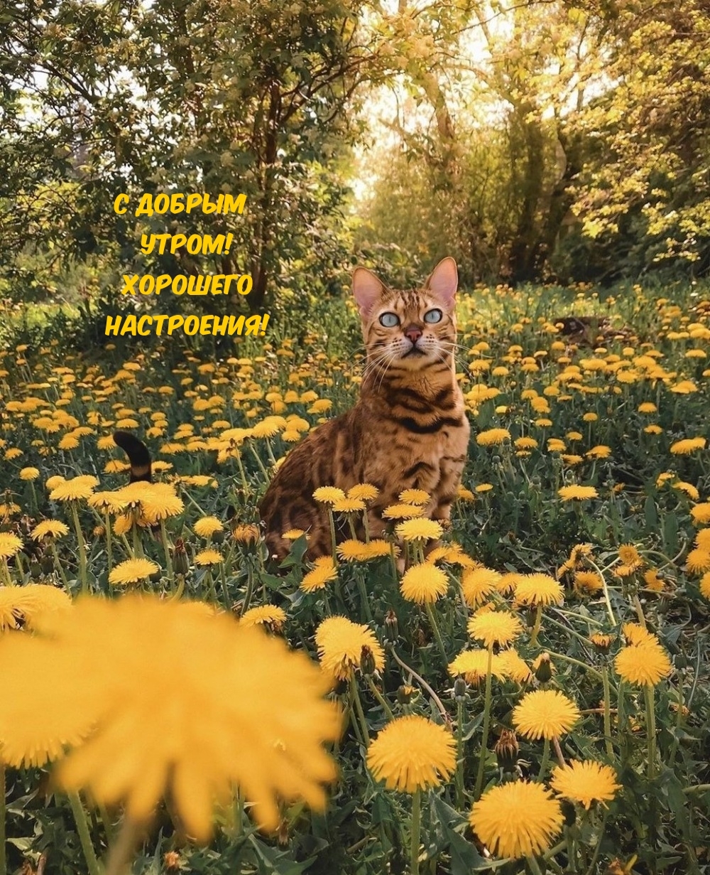 С добрым утром! Хорошего настроения!