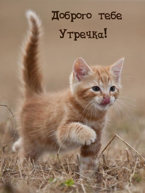 Доброго тебе Утречка!