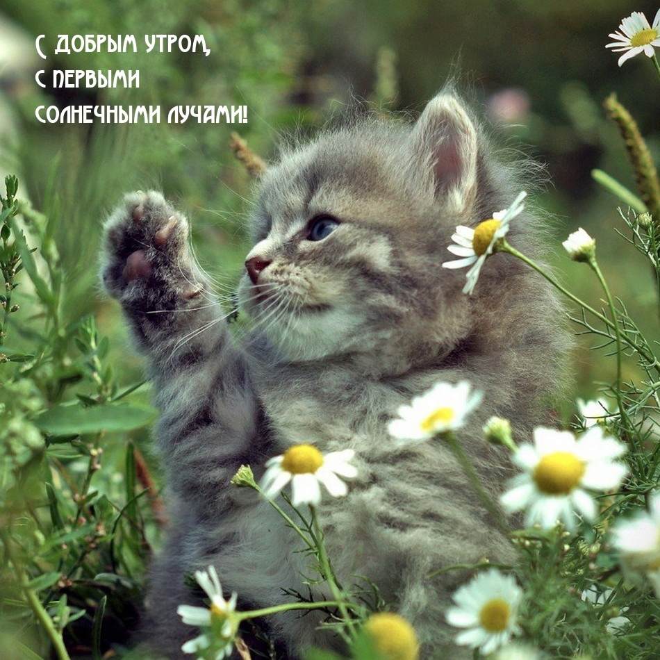 С добрым утром, с первыми солнечными лучами!