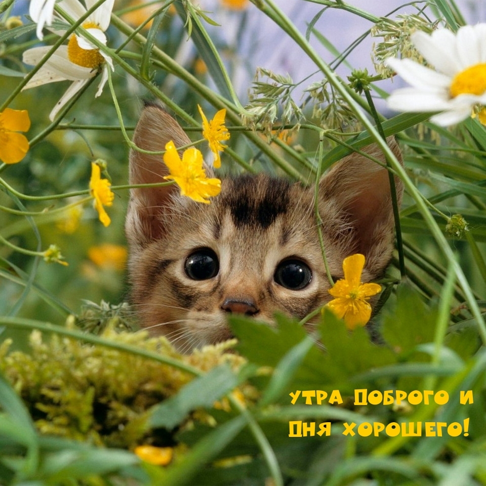 Утра доброго и дня хорошего!
