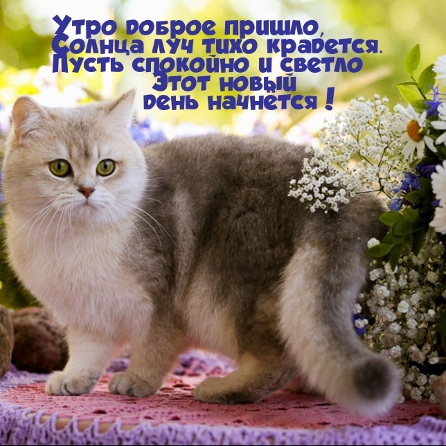 Утро доброе пришло, солнца луч тихо крадется.