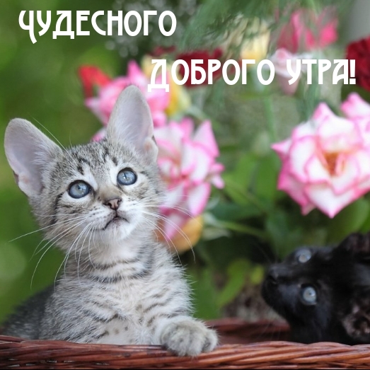 Чудесного Доброго утра!