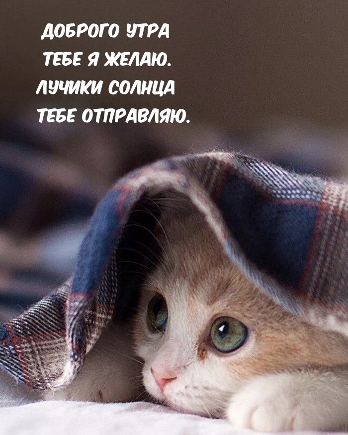 Доброго утра тебе я желаю.
