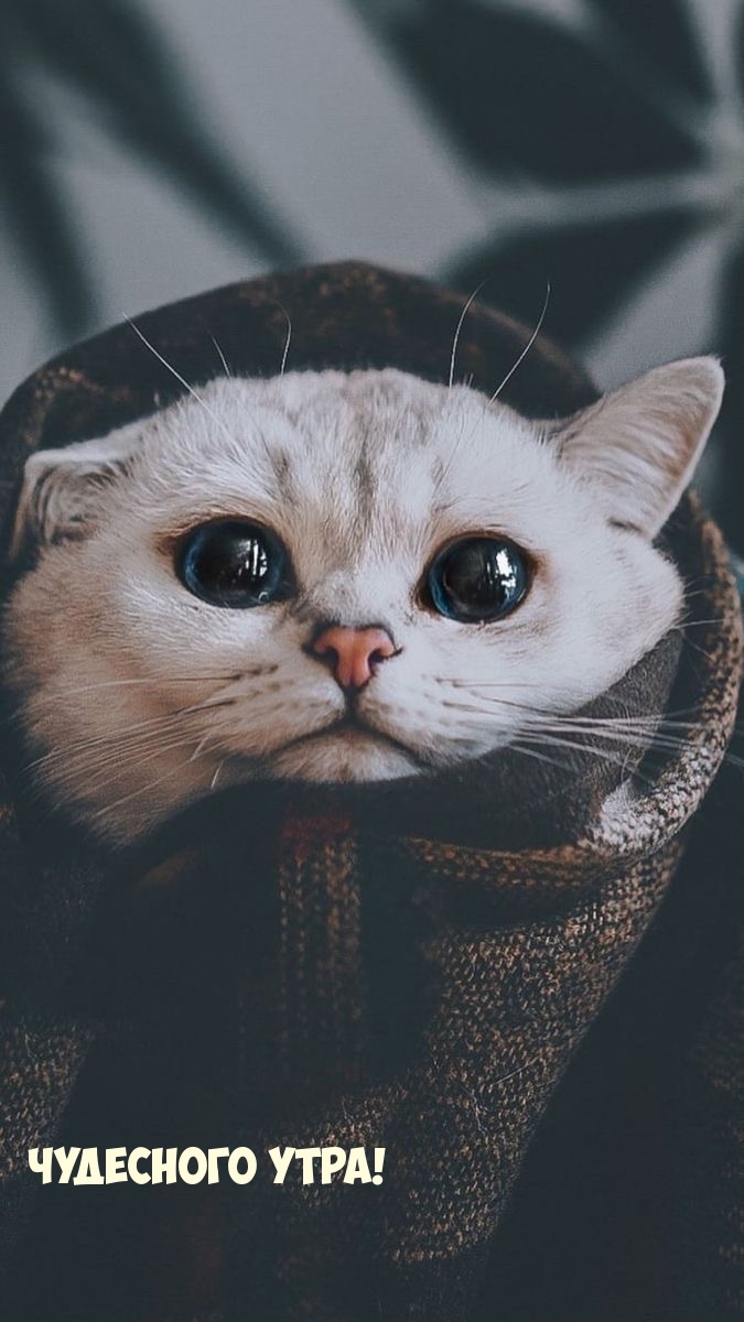 Чудесного утра!
