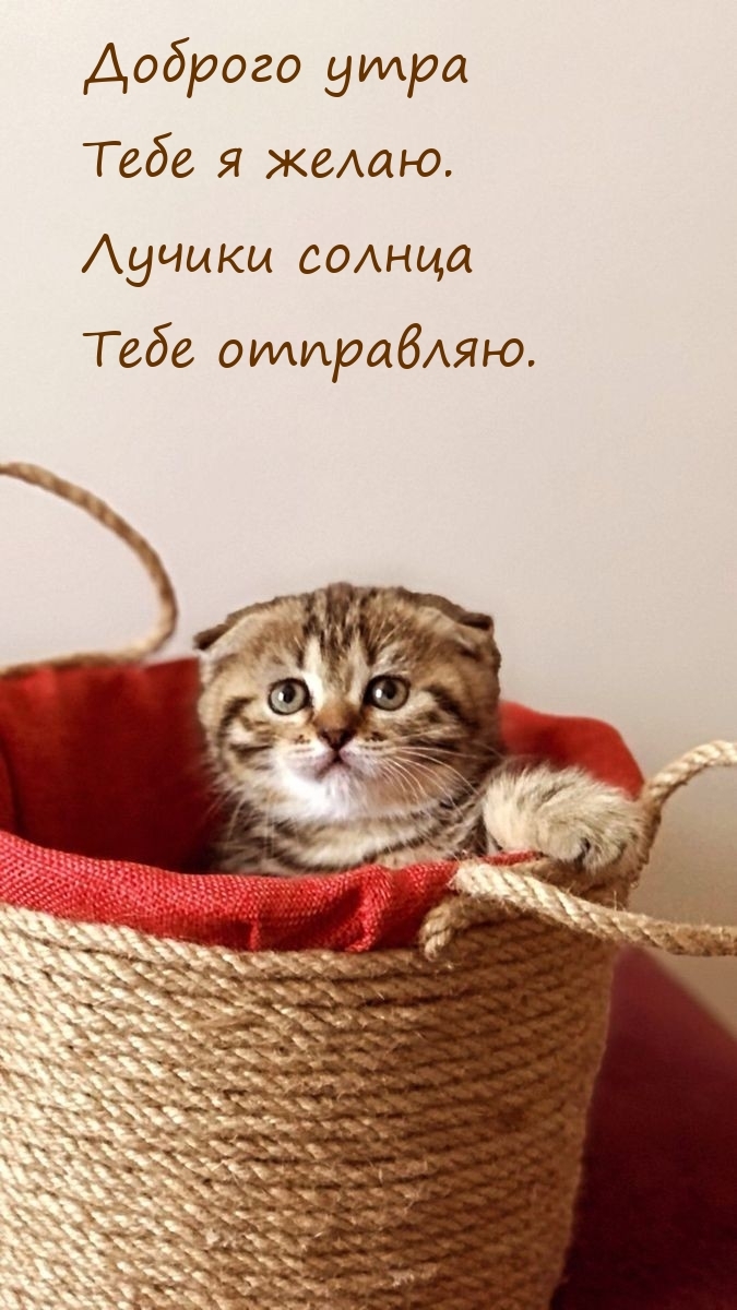 Доброго утра тебе я желаю. Лучики солнца тебе отправляю.