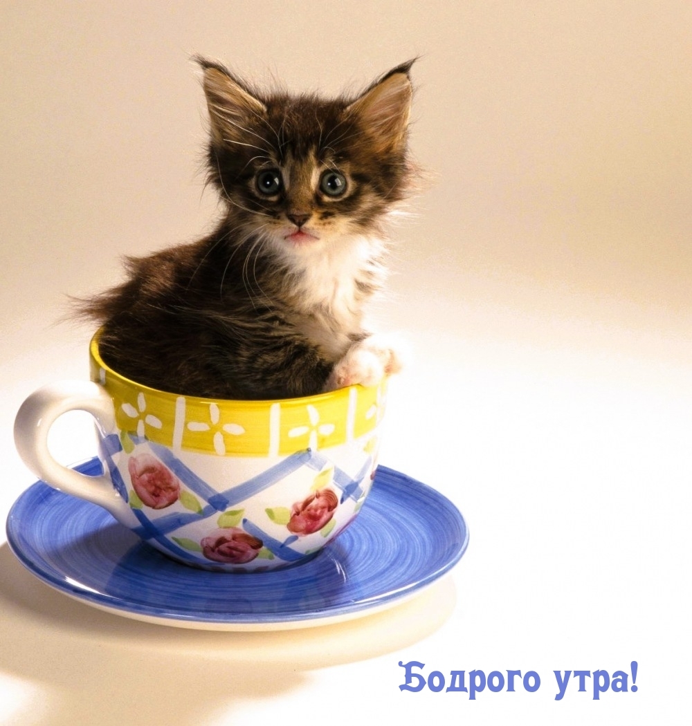 Бодрого утра!