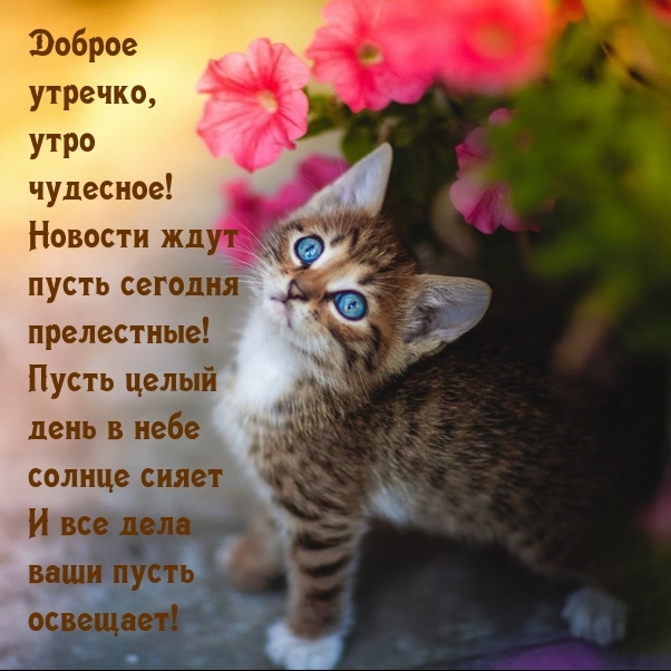 Доброе утречко, утро чудесное! Новости ждут пусть сегодня прелестные!