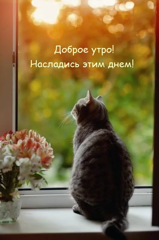 Доброе утро! Насладись этим днем!