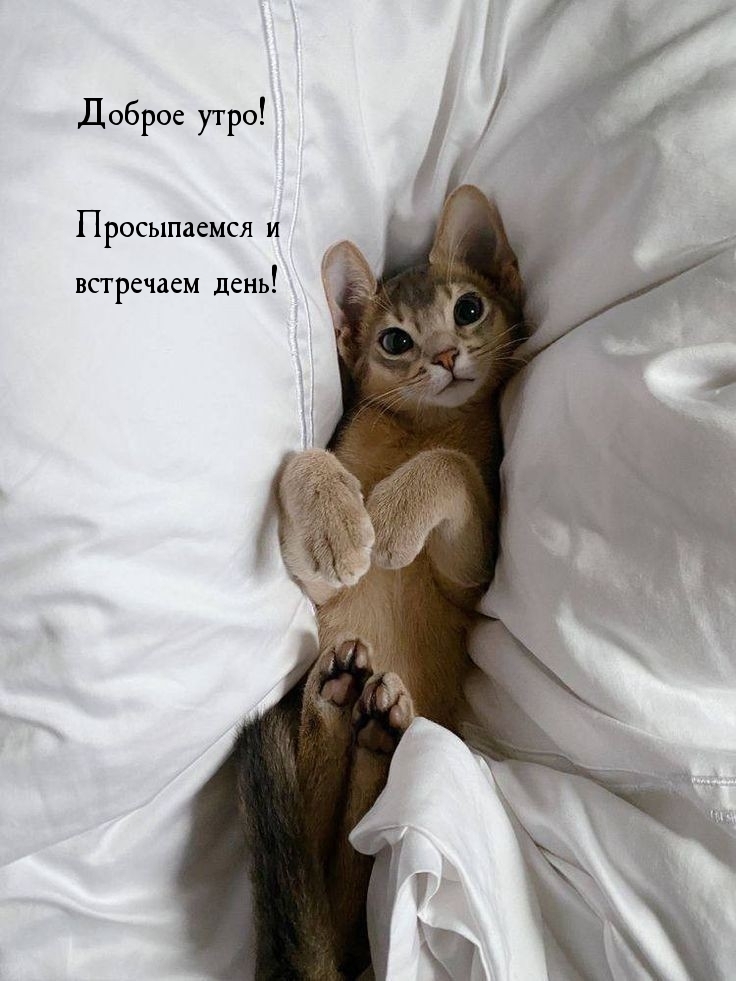 Доброе утро! Просыпаемся и встречаем день!