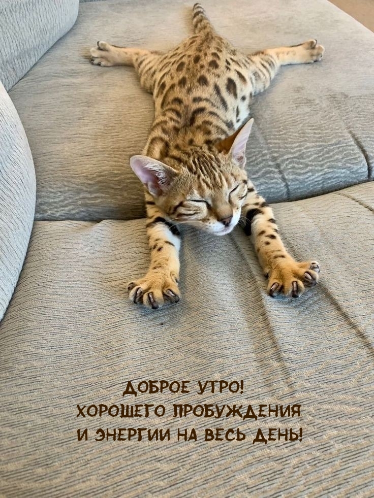Доброе утро! Хорошего пробуждения и энергии на весь день!