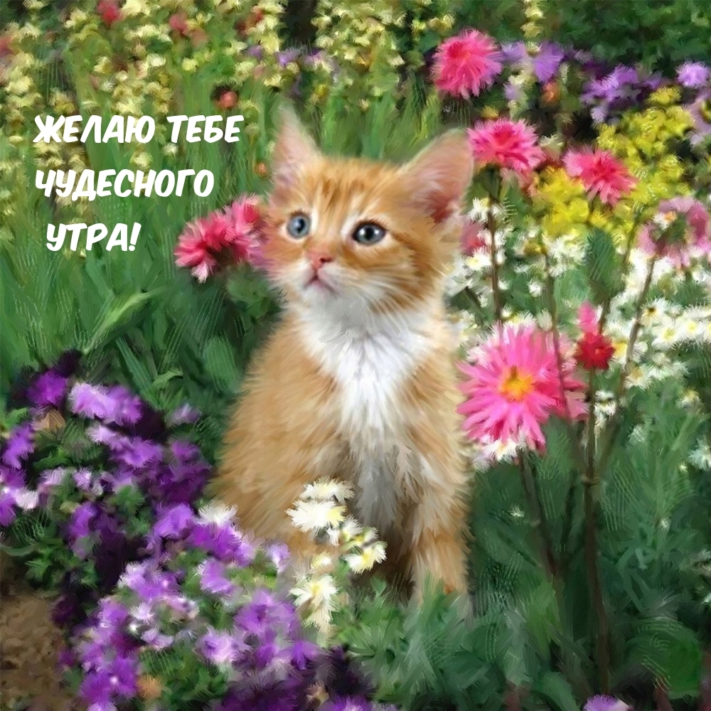 Желаю тебе чудесного утра!