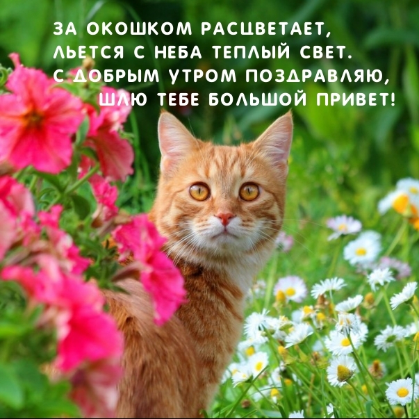 За окошком расцветает, льется с неба теплый свет.