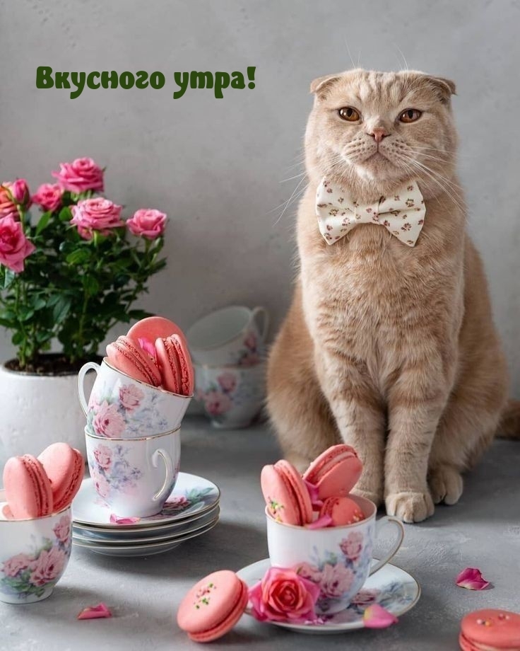 Вкусного утра!