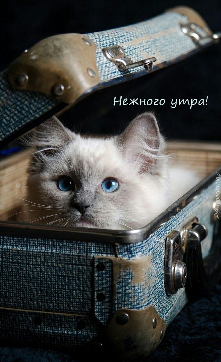 Нежного утра!
