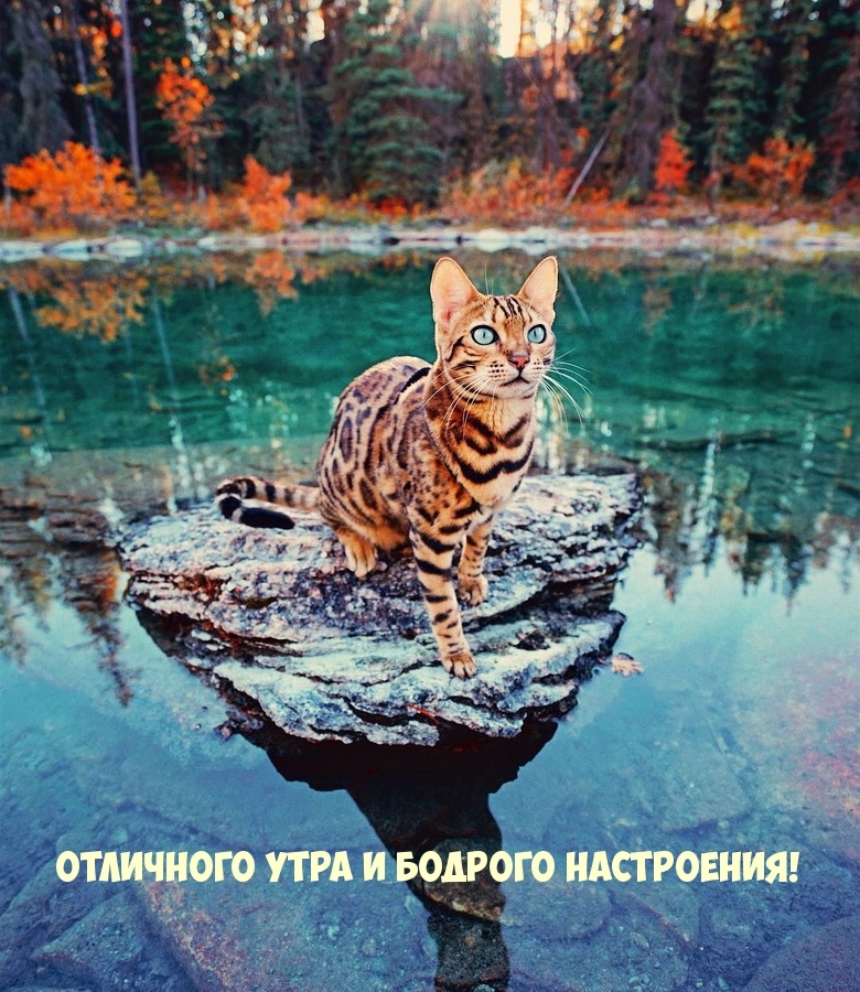 Отличного утра и бодрого настроения!