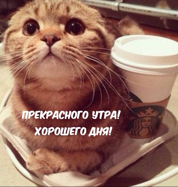 Прекрасного утра! Хорошего дня!