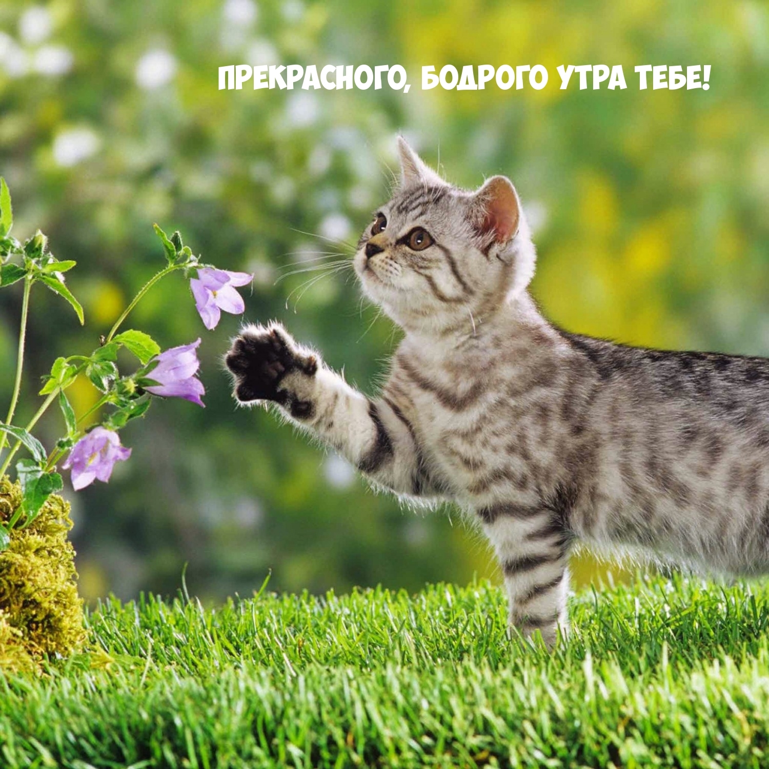Прекрасного, бодрого утра тебе!