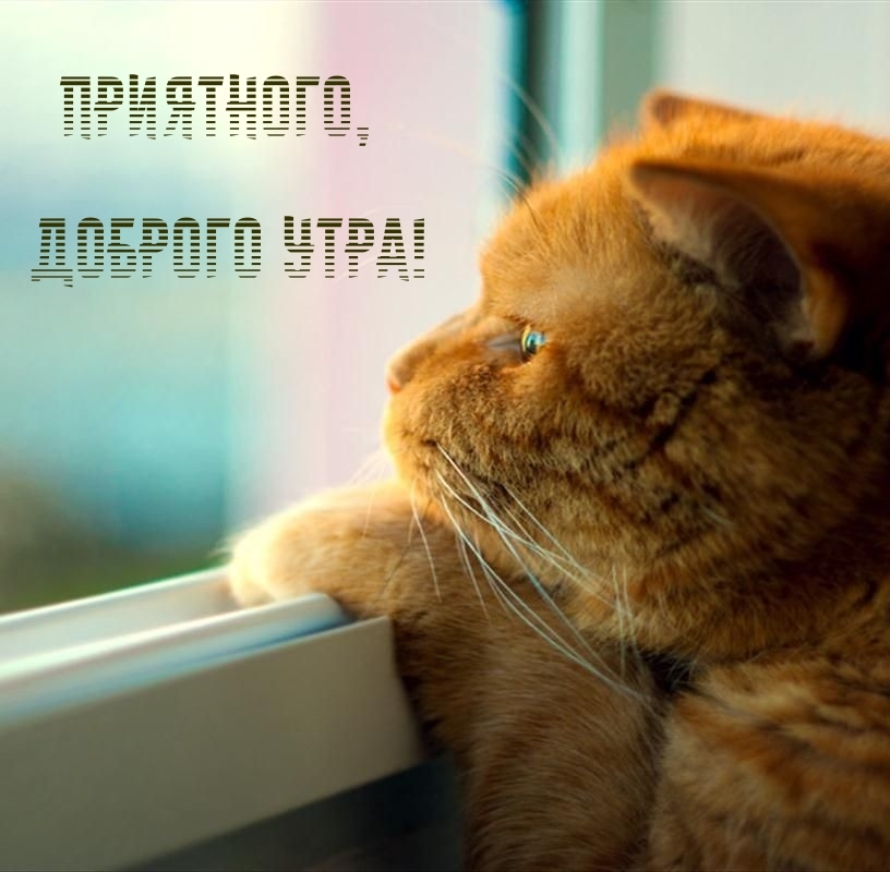 Приятного, доброго утра!