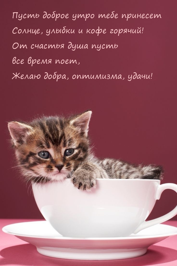 Пусть доброе утро тебе принесет солнце, улыбки и кофе горячий!