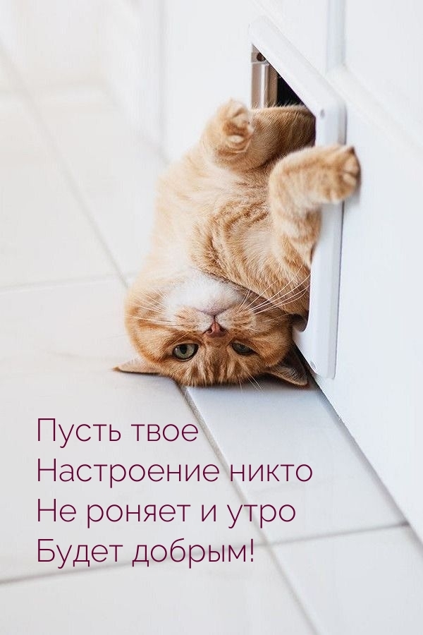 Пусть твое настроение никто не роняет и утро будет добрым!
