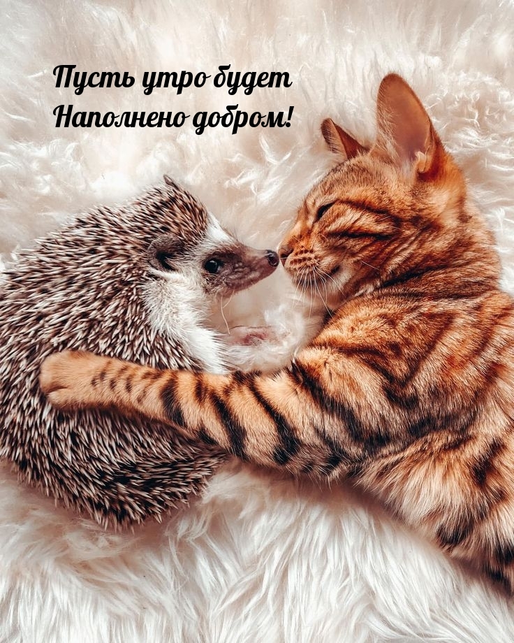 Пусть утро будет наполнено добром!